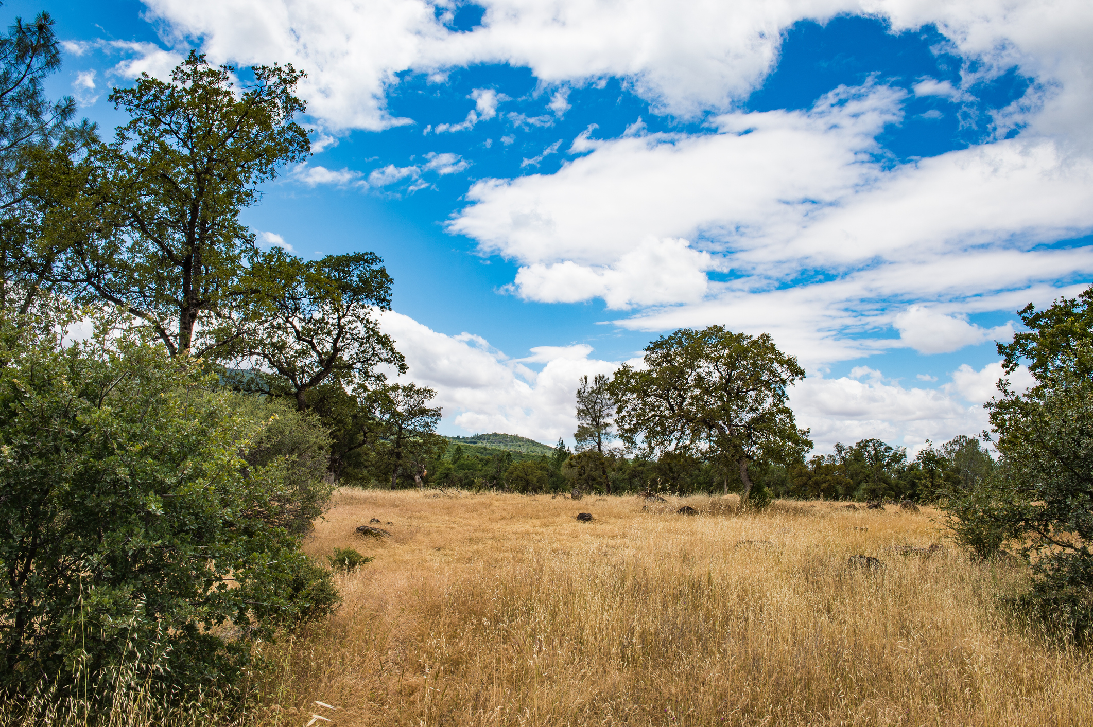 A summer landscape in Tehama County northern California with blue skies and white clouds above a field of golden grass, oak trees, and shrubs.